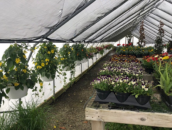 greenhouse1.jpeg